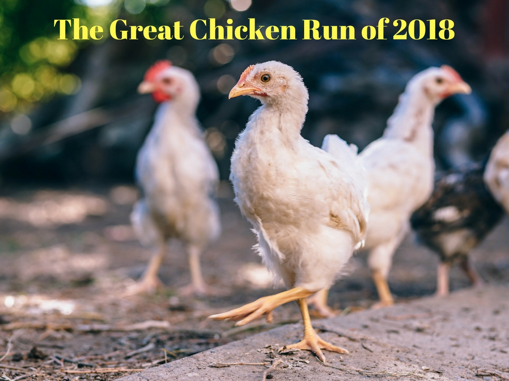 The Great Chicken Run of 2018